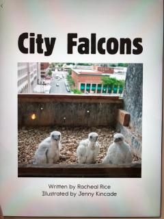 City Falcons