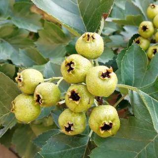 瞧又多了一种植物卢梭