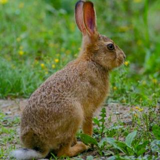 被骗的小鸟🐤和野兔🐰