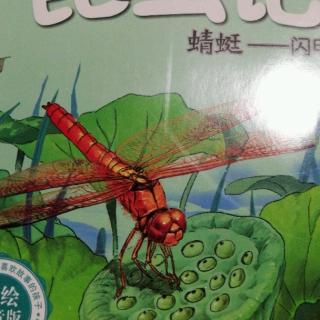 20180717蜻蜓~法布尔昆虫记