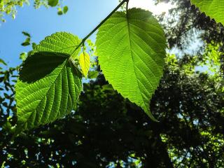 《黄帝内经》33页 7.19录