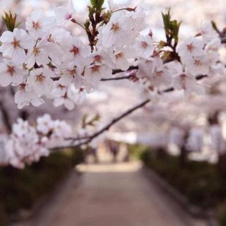 京都的樱花开了