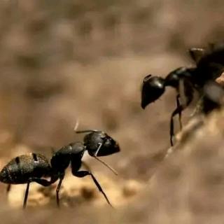两只蚂蚁的故事