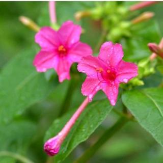 《暗香》  花都开好了    丁立梅