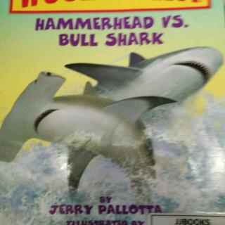 Who Would Win Hammerhead VS Bullshark