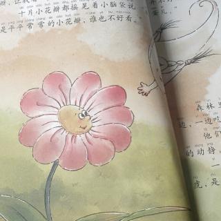 小花瓣