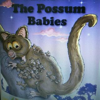 20180723 the possum baby