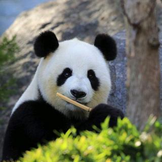 为什么大熊猫有“国宝”之称——十万个为什么（000091）