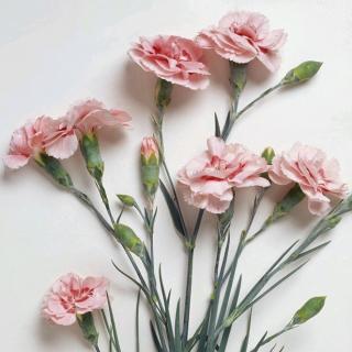 再小的花儿🌸也要怒放