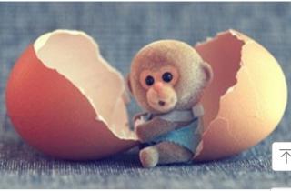 阳光灿烂幼儿园晚安故事——《小猴子偷鸡蛋》