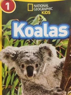 Koalas