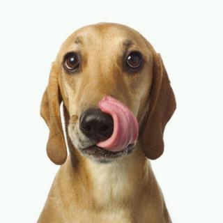 气温过高时，为什么狗喜欢伸舌头——十万个为什么（000093）