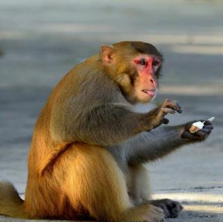 为什么猴子能够模仿人的动作——十万个为什么（000095）