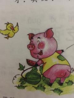小胖猪吃西瓜
