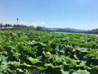 关于荷花和梁元帝那个时代