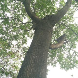 舒婷《致橡树》朗诵‖文献