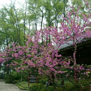 桃花杏雨