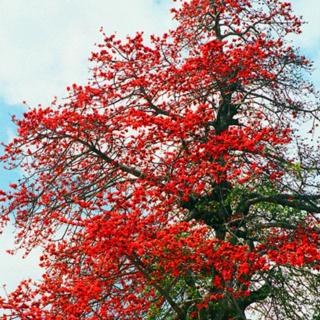 【火红的木棉花】作者:刘安华    朗诵:长明