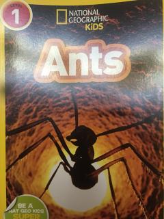 Ants