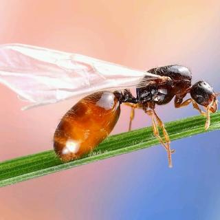 为什么蚂蚁有的有翅，有的无翅——十万个为什么（000115）