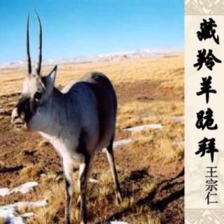 王智琪朗读《藏羚羊跪拜》