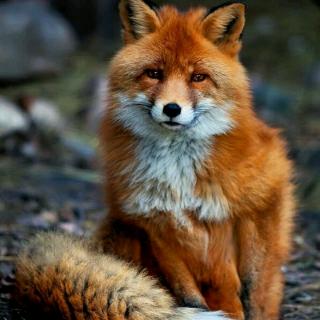 【晚安】狐狸