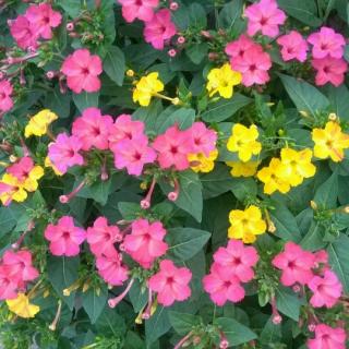 《草房子》节选〈药寮〉