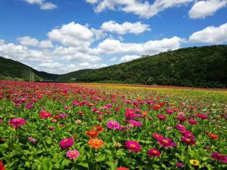 缕缕花香    相伴岁月漫长