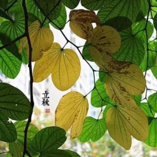 Puro Chino：Comienzo del otoño 立秋(lìqiū)