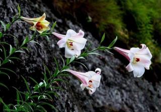 百合花开