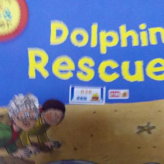 Dolphin   Rescue
