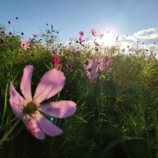 英雄花