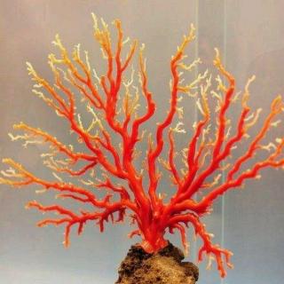 为什么说珊瑚是动物——十万个为什么（000124）