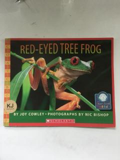 RED-EYED TREE FROG