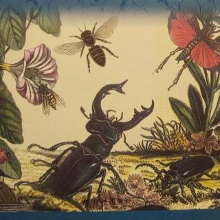 《昆虫记》之胡蜂
