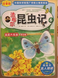 法布尔昆虫记6蔬菜大食客菜粉蝶-美丽的菜粉蝶