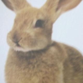 胆小鬼——兔子