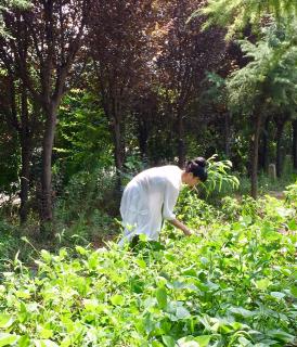 《红楼梦》第十七回.3.有凤来仪稻香村