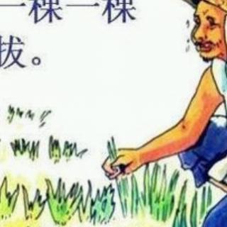 成语故事《揠苗助长》