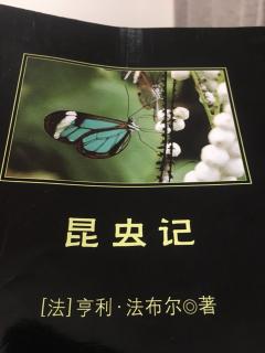 赤条蜂