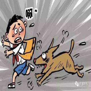 违规养犬的那些事，到底怎么管？