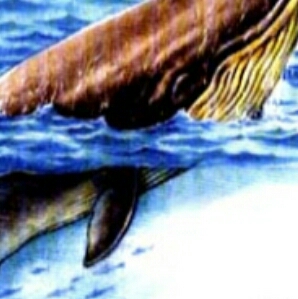 9.鲸