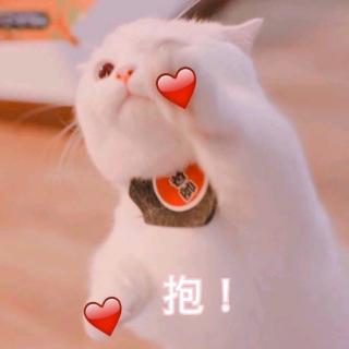 猫医生过河