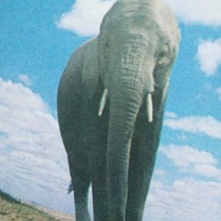 陆地之王——大象