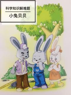 👩🏼‍🏫文艺老师讲故事💗思维创新篇《小兔贝贝》