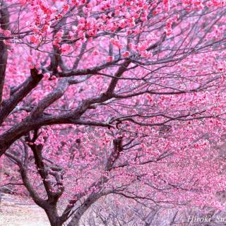 桃花就是梨花，梨花就是桃花  文/王国骏