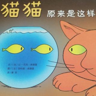 猫猫原来是这样