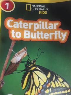 Caterpillar to Butterfly