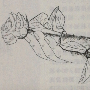 玫瑰花还是骆驼刺