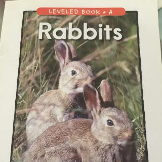 Rabbits